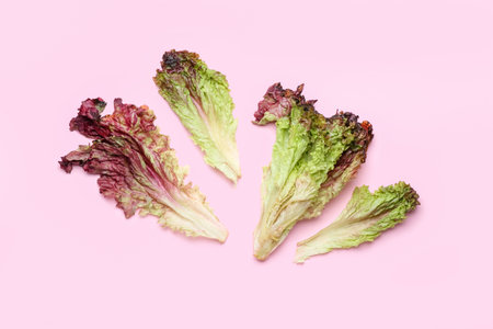 Leaves with fresh Lollo Rosso lettuce on color background