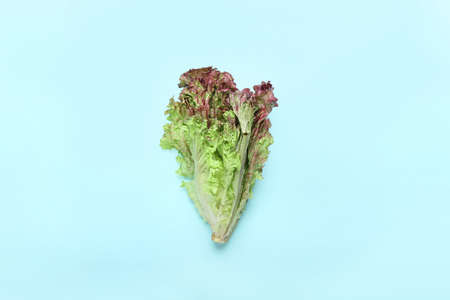 Fresh Lollo Rosso lettuce on color backgroundの写真素材