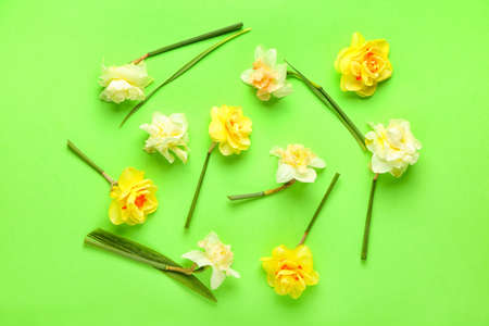 Beautiful narcissus flowers on color background