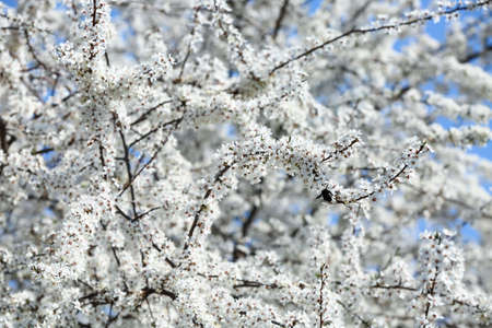 Beautiful blossoming tree outdoors on spring dayの写真素材