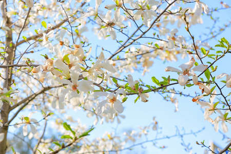 Blooming magnolia tree on sky background