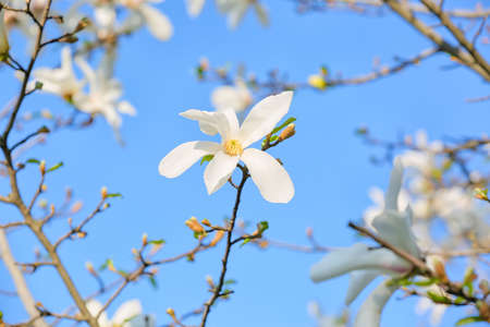 Blooming magnolia tree on sky background