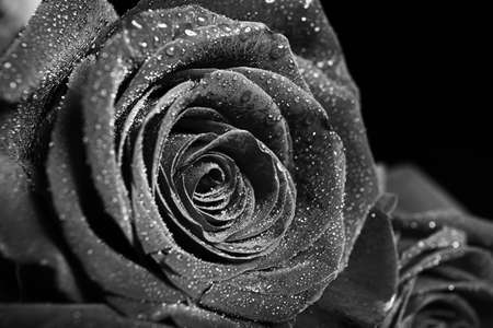 Bud of beautiful rose with water drops, closeupの写真素材
