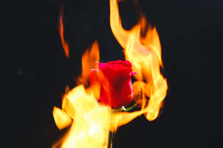 Beautiful rose in flame on dark backgroundの写真素材