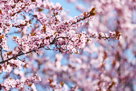 Beautiful blossoming tree branches outdoors, closeup