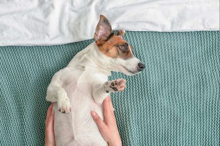 Woman with cute dog on bedの写真素材