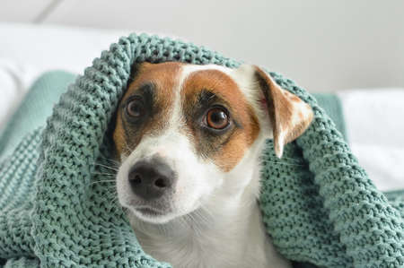 Cute Jack Russel terrier with plaid in bedroom, closeup