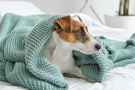 Cute Jack Russel terrier with plaid on bedの写真素材