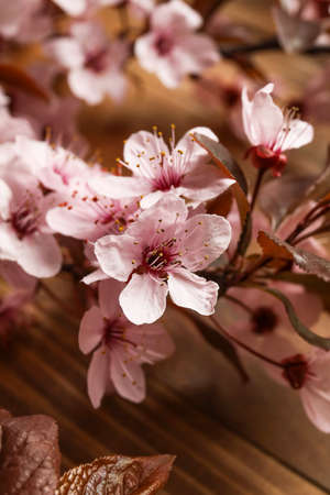 Beautiful blossoming branches, close up view