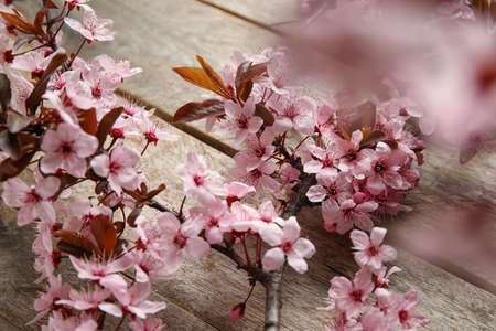 beautiful blossoming branches on wooden backgroundの写真素材