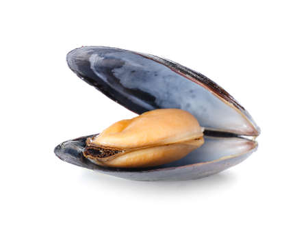 Raw mussel on white backgroundの写真素材
