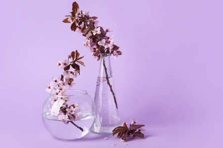 Vases with beautiful blossoming branches on color backgroundの写真素材