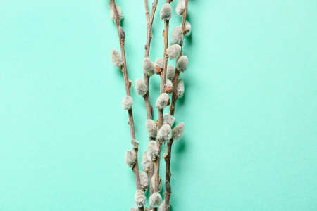 Willow branches on color background