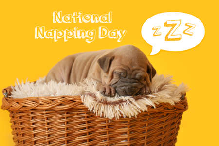 Cute funny puppy sleeping in wicker basket on yellow background. National Napping Day