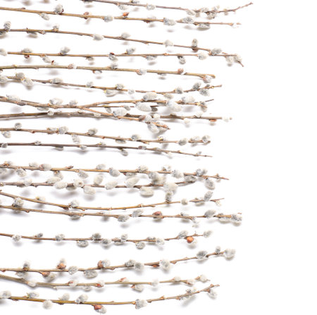 Willow branches on white background