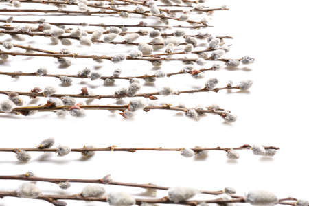 Willow branches on white background