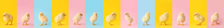 Collage with many cute chicks on colorful backgroundの写真素材