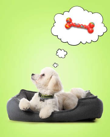 Cute dog dreaming about toy while lying in pet bed on green background