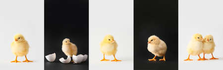 Collage with cute chicks on black and white background