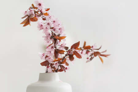 Vase with beautiful blossoming branches in the roomの写真素材