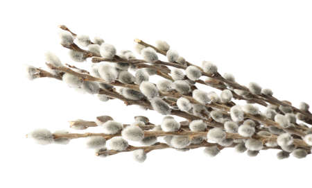 Willow branches on white background