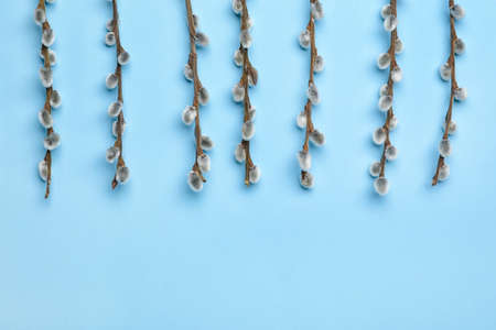 Willow branches on color background