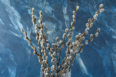 Willow branches on color background