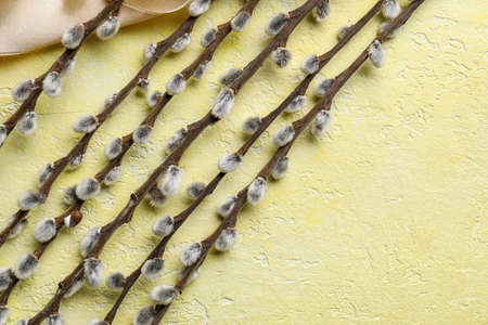 Willow branches on color background