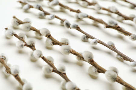 willow branches on light backgroundの写真素材