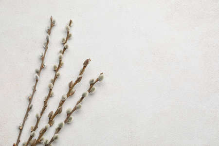 willow branches on light background