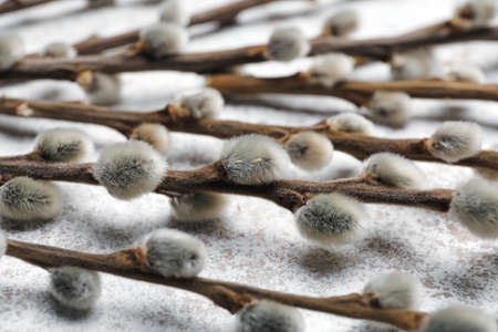 willow branches on light background