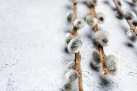 willow branches on light background