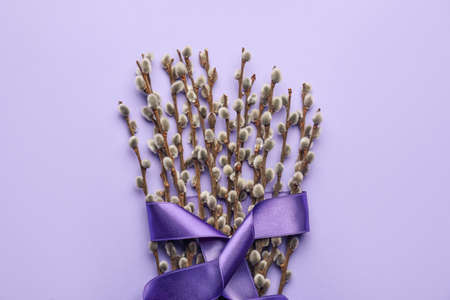 Willow branches on color background