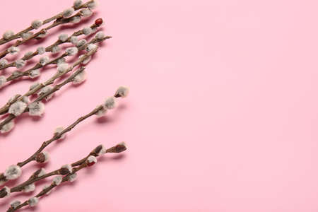 Willow branches on color background