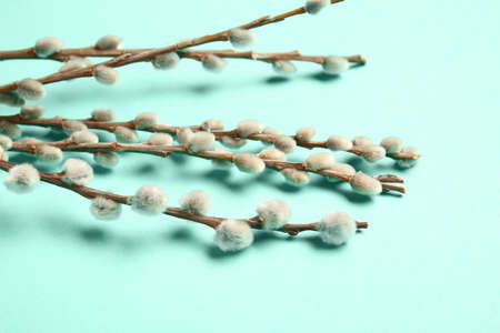 Willow branches on color background