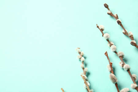 Willow branches on color background