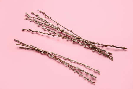 Willow branches on color backgroundの写真素材