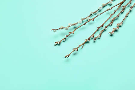 Willow branches on color backgroundの写真素材