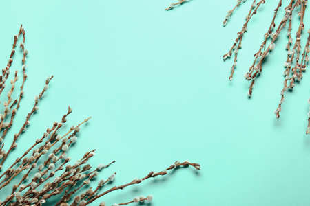 Willow branches on color backgroundの写真素材