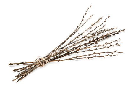 Willow branches on white background