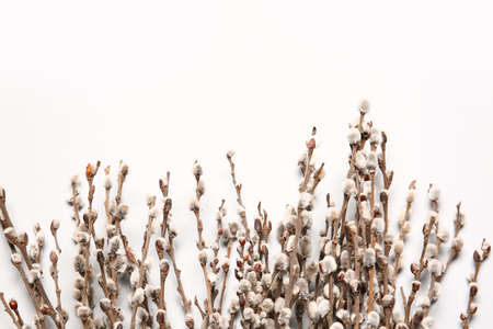 willow branches on light backgroundの写真素材
