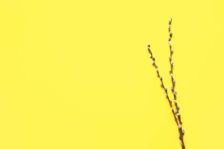 Willow branches on color backgroundの写真素材