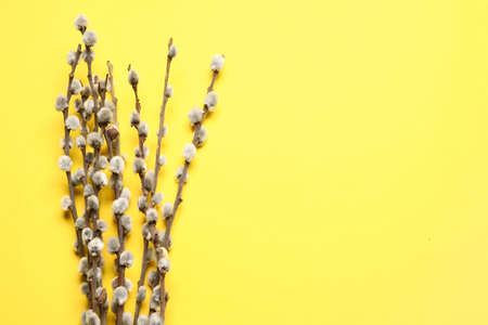 Willow branches on color backgroundの写真素材