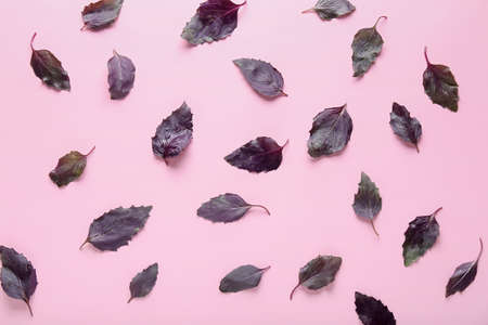 fresh basil leaves on color backgroundの写真素材
