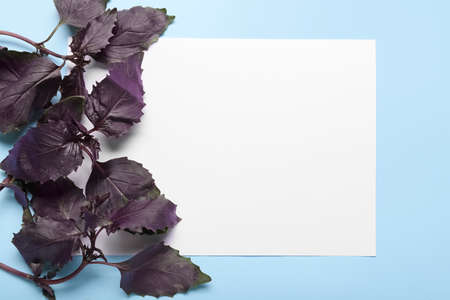 Blank sheet of paper and fresh basil on color backgroundの写真素材