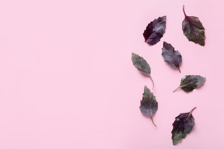 fresh basil leaves on color background
