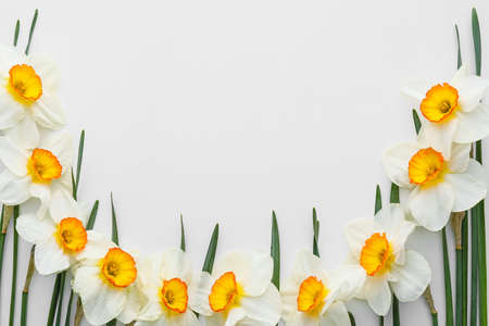 Beautiful narcissus flowers on white background