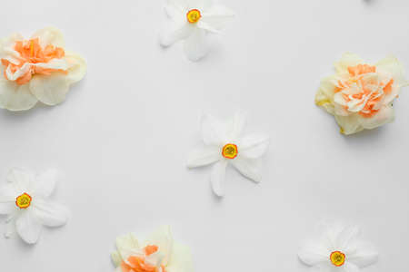 Beautiful narcissus flowers on white backgroundの写真素材