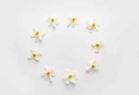 Frame made of beautiful narcissus flowers on white backgroundの写真素材