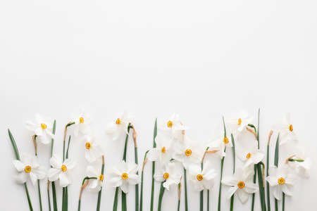 Beautiful narcissus flowers on white background
